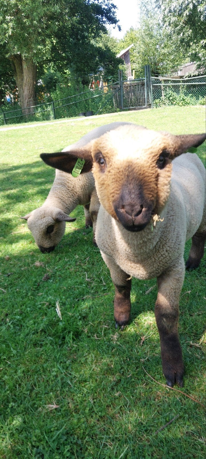 Hampshire Down lammeren, Meerdere dieren, Schaap, 0 tot 2 jaar