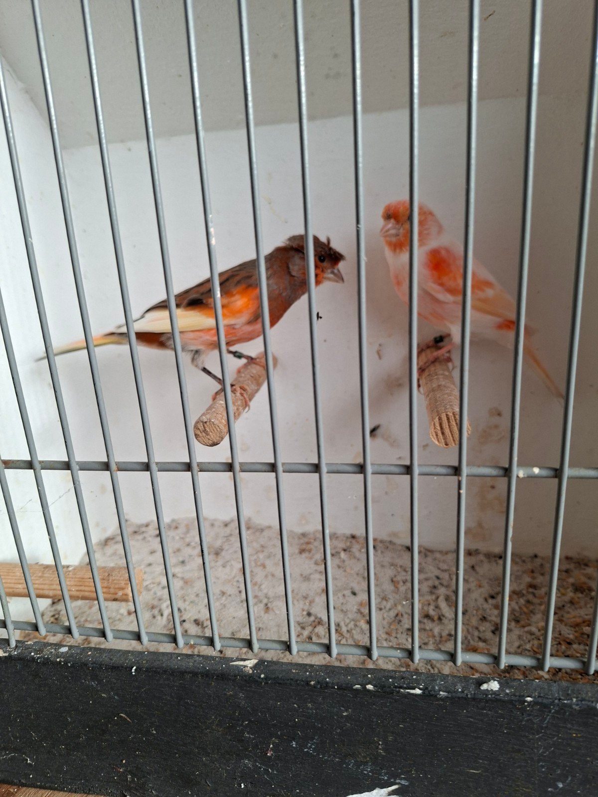 koppel harlekijn kanaries, Dieren en Toebehoren, Meerdere dieren, Postuurkanarie