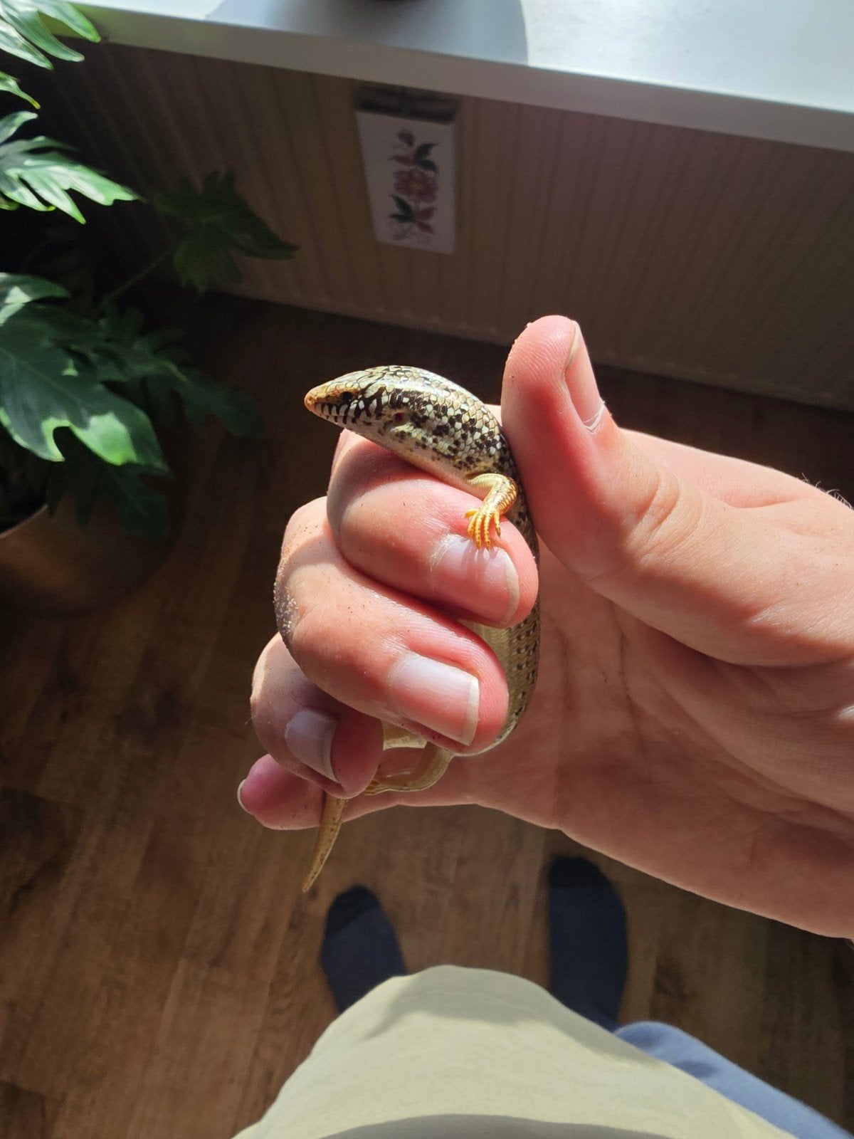 1.2 Parelskinks (Chalcides Ocellatus), Hagedis, 3 tot 6 jaar