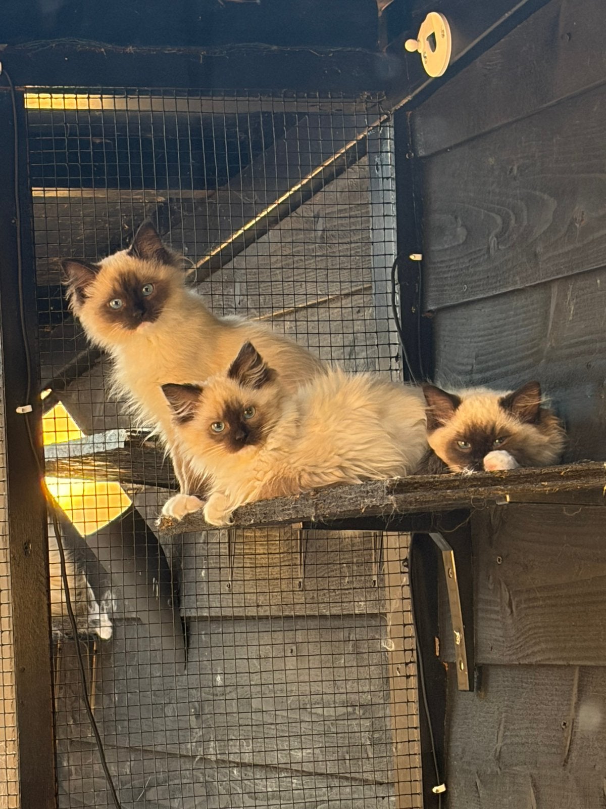 Ragdoll kittens raszuiver mogen weg, Dieren en Toebehoren, Meerdere dieren