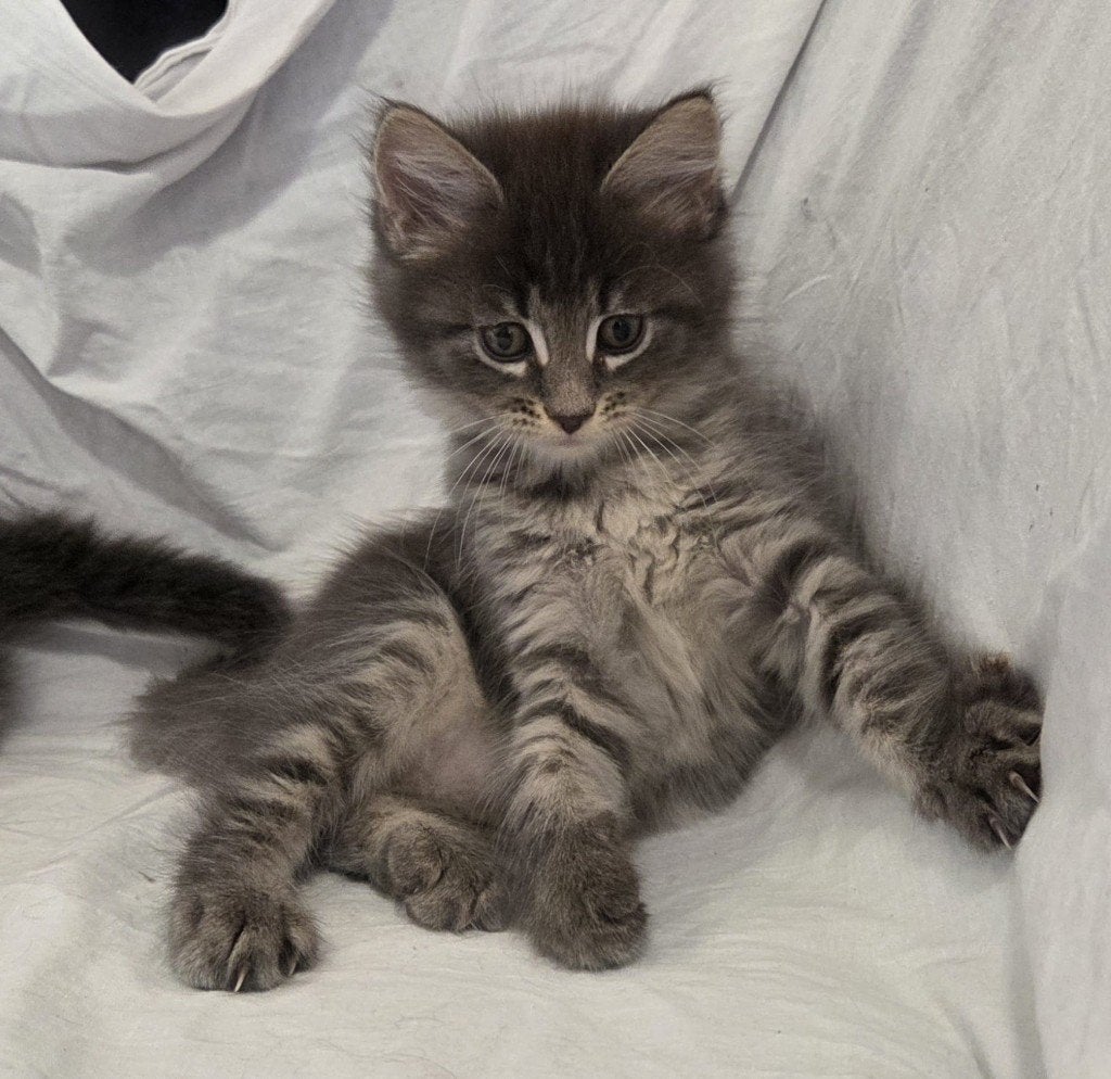 Prachtig Chique Maine Coon kitten - Mag nu verhuizen, Dieren en Toebehoren, Poes, Gechipt, 0 tot 2 jaar