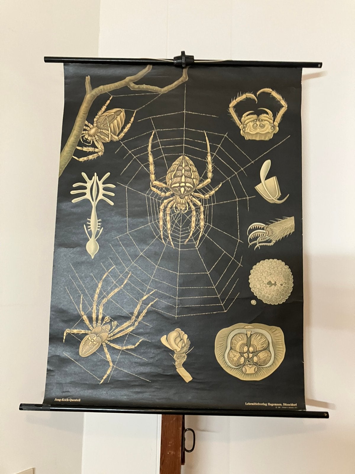 Schoolkaart Spin, Antiek en Kunst, Antiek | Schoolplaten, Ophalen of Verzenden, Natuur en Biologie