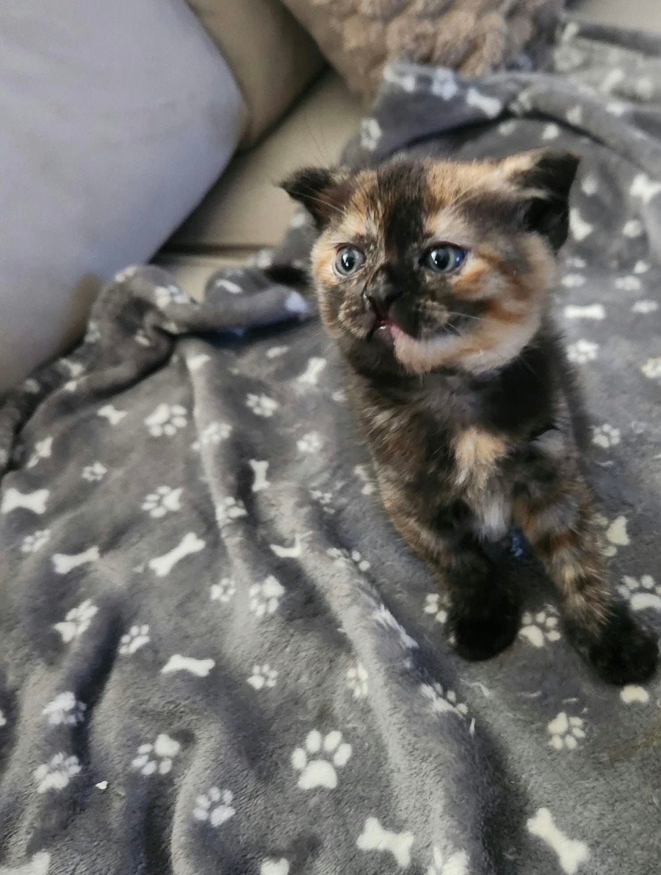 Kittens te koop, Dieren en Toebehoren, Katten en Kittens | Overige Katten, Meerdere dieren, Kortharig, 0 tot 2 jaar