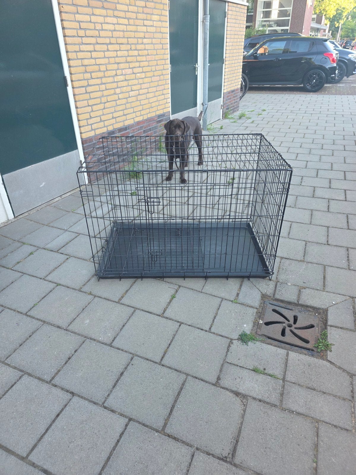 Bench voor de hond. XXL, Ophalen