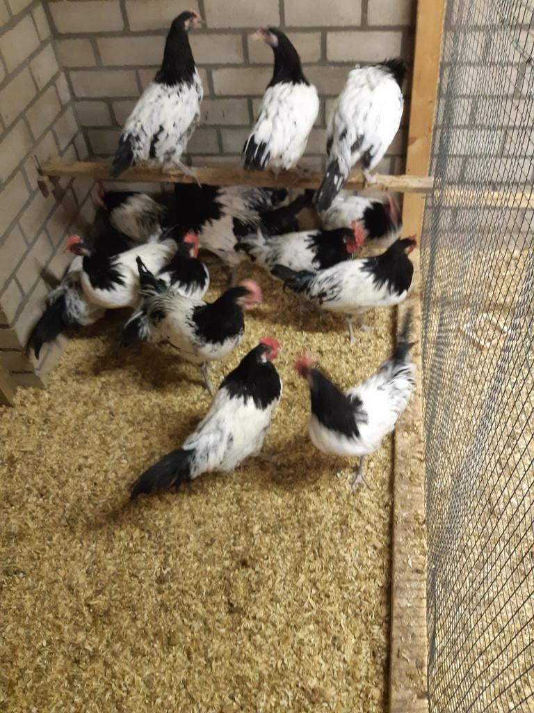 Broedeieren lakenvelder, Dieren en Toebehoren, Geslacht onbekend, Kip