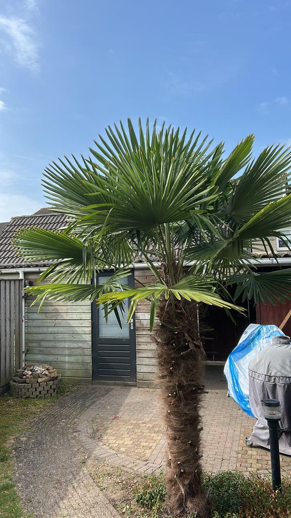 Winterharde Palmboom (Trachycarpus Fortenei), Tuin en Terras, Planten | Bomen, Ophalen, Halfschaduw, 100 tot 250 cm, Zomer