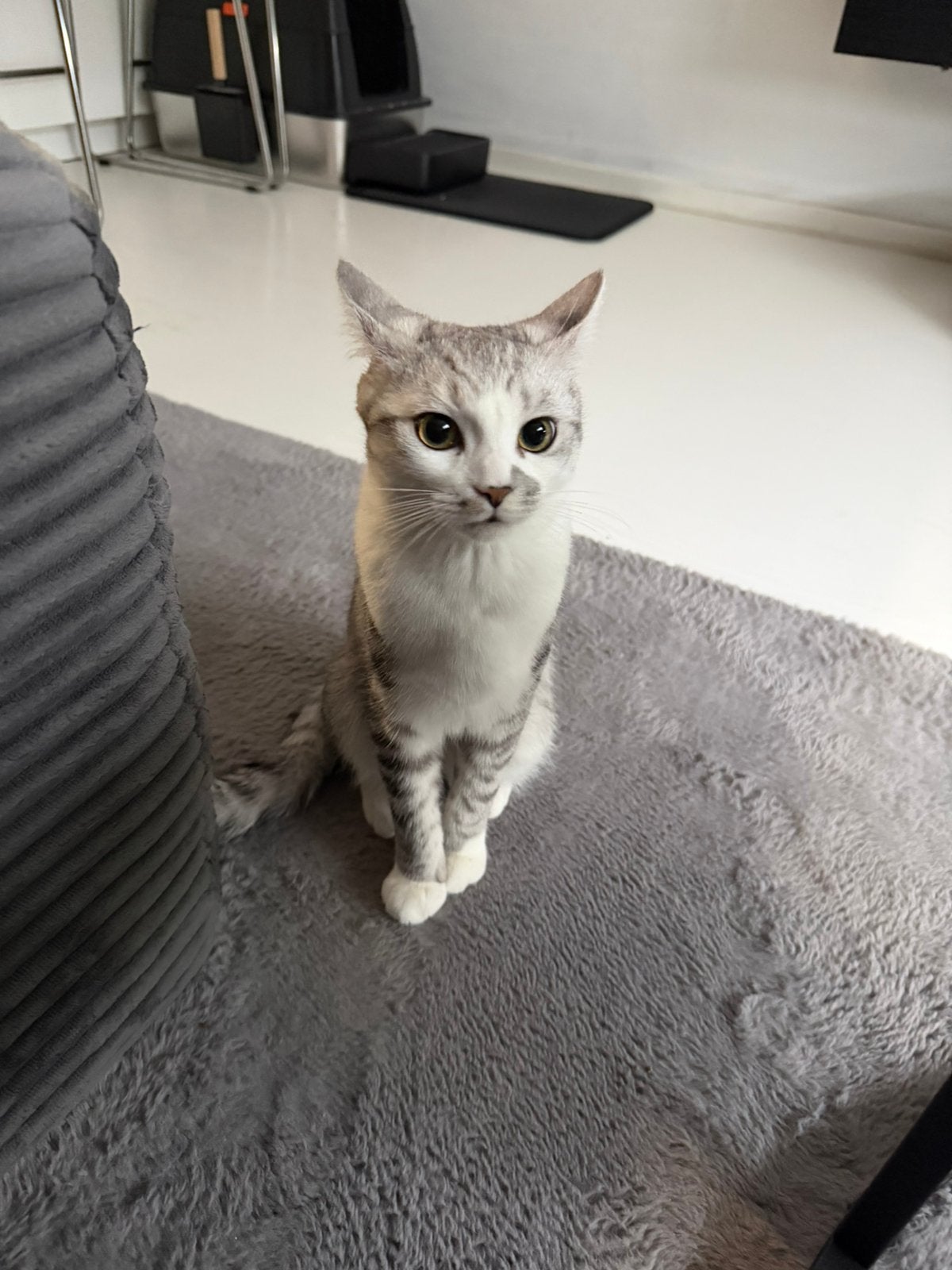 2 aanhankelijke Britse Korthaar kruising kittens (6 mnd), Kater, Ontwormd, 0 tot 2 jaar