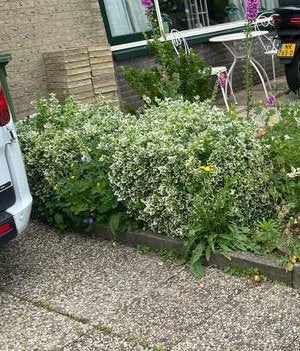 Gratis 1 buxus, Ophalen, Buxus, Minder dan 100 cm