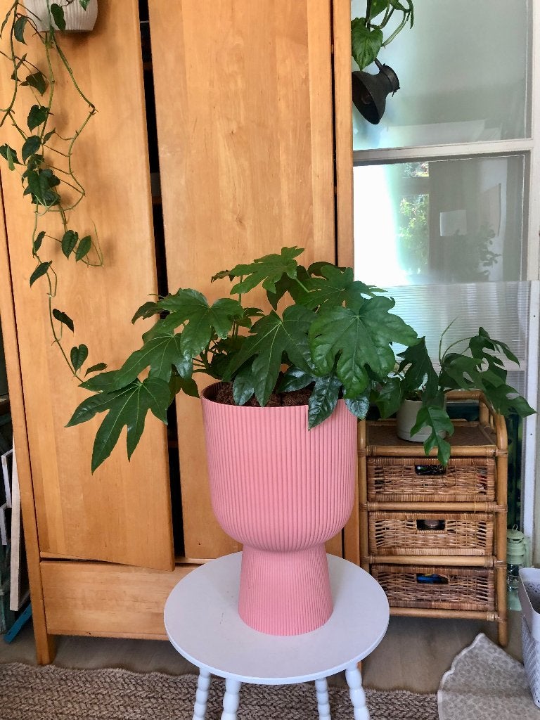 Fatsia in grote Elho Vibes pot, Ophalen of Verzenden, In pot, Halfschaduw, Minder dan 100 cm