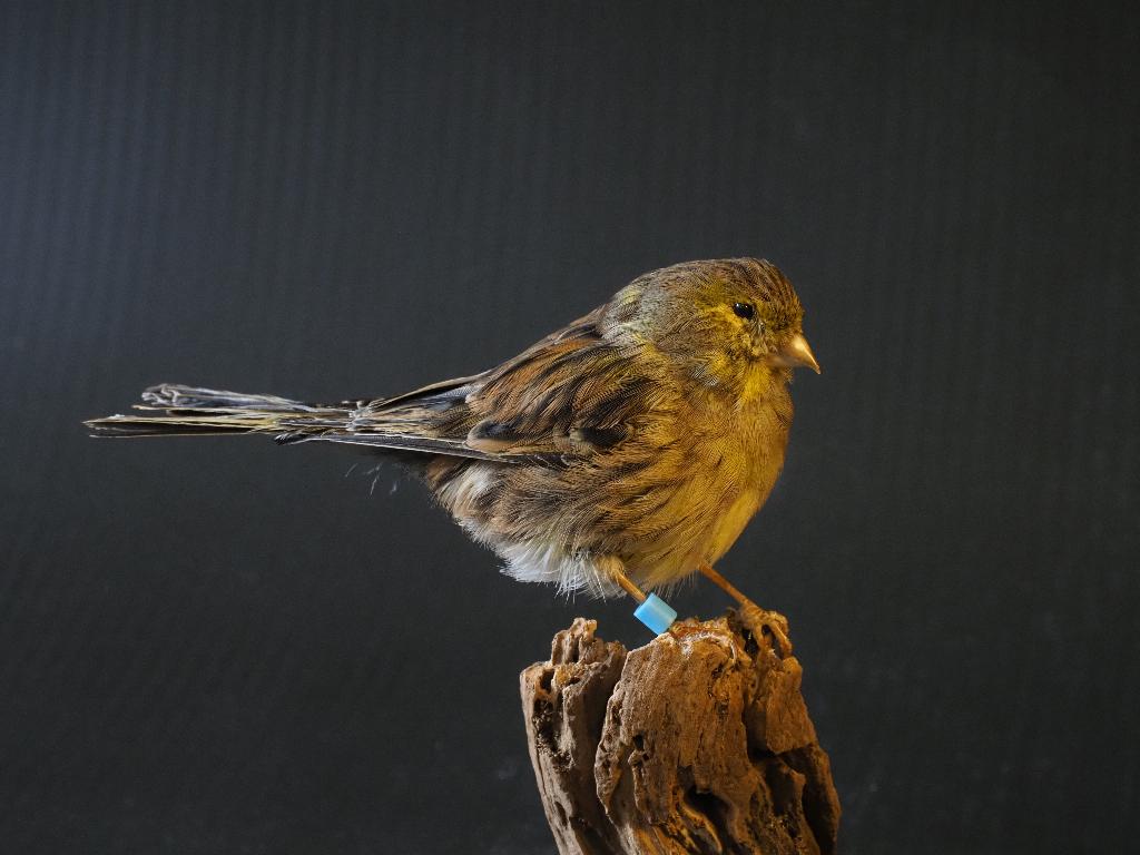 Opgezette Europese Kanarie, Verzamelen, Dierenverzamelingen, Ophalen of Verzenden, Nieuw, Vogel, Opgezet dier