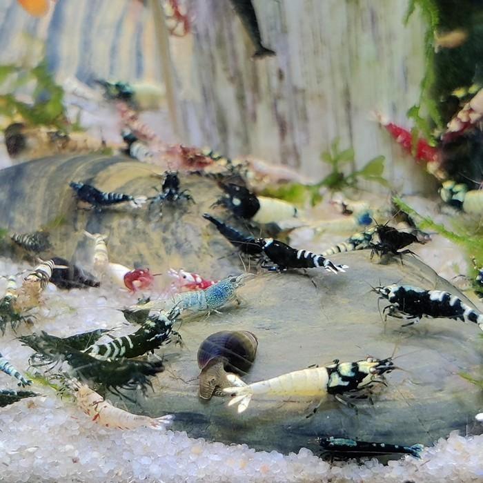 Caridina cf. cantonensis, Dieren en Toebehoren, Vissen | Aquariumvissen, Vis