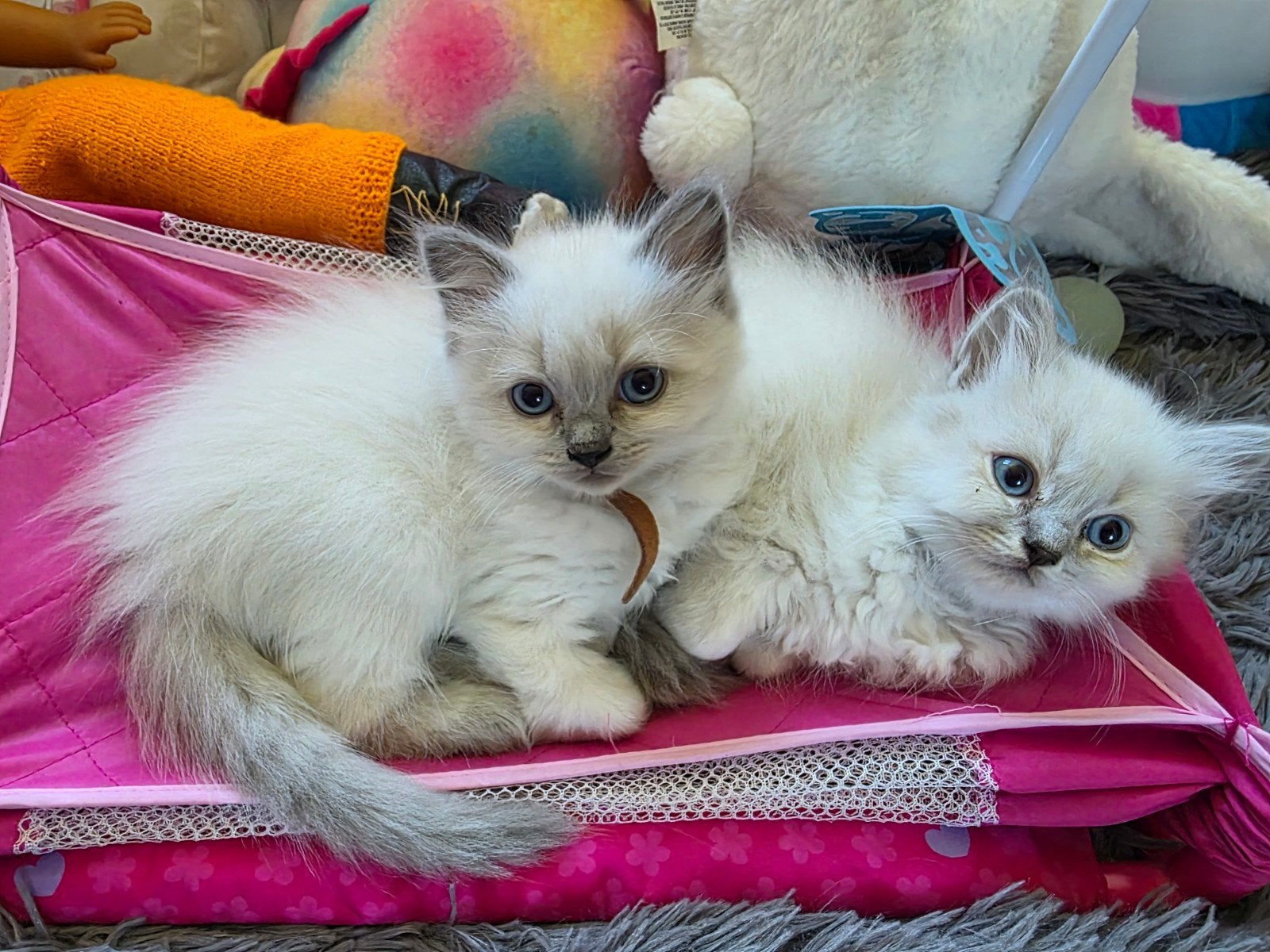 Ragdoll kittens, Dieren en Toebehoren, Katten en Kittens | Raskatten | Langhaar, Poes, Ontwormd, 0 tot 2 jaar