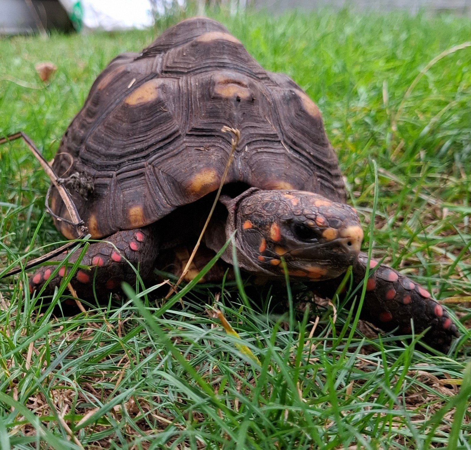 Kolenbrander landschildpad, Dieren en Toebehoren, Schildpad, Tam, 3 tot 6 jaar