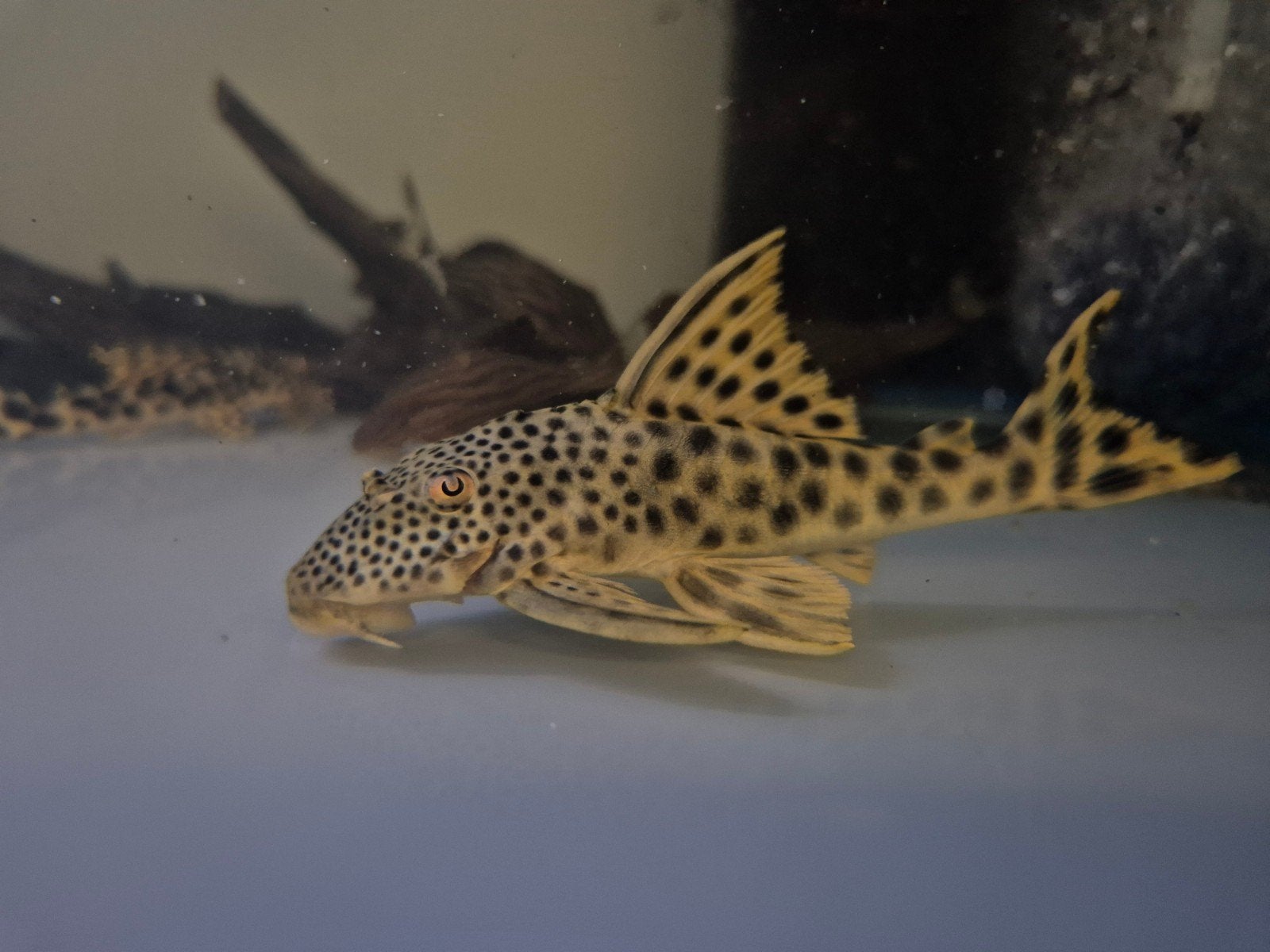 L075 Peckoltia Sabaji, Dieren en Toebehoren, Vis, Zoetwatervis
