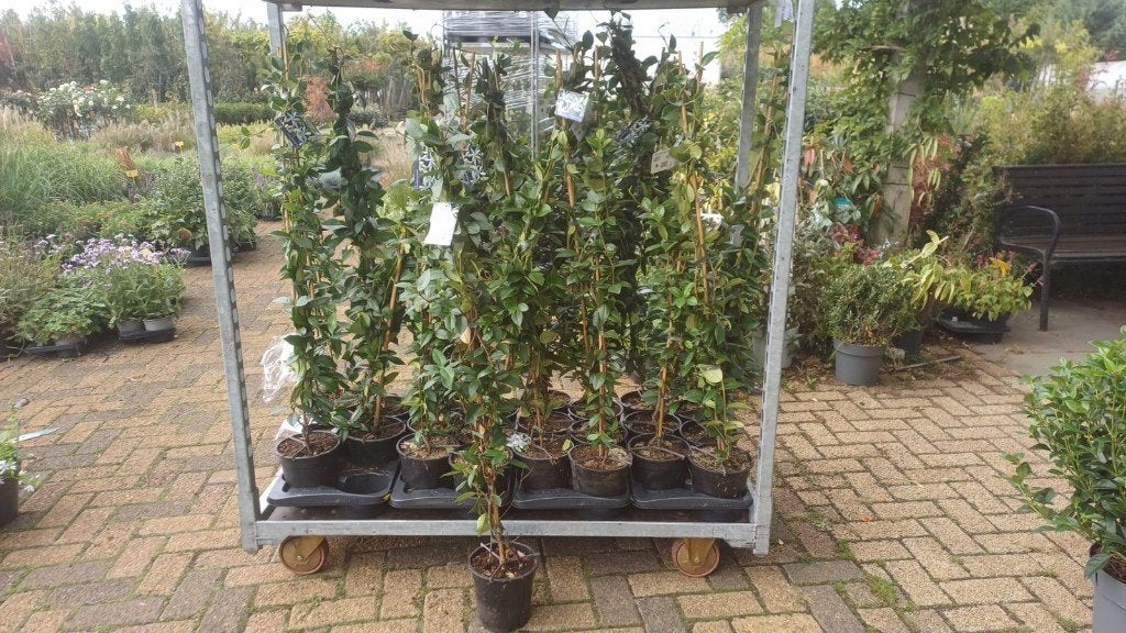 Toscaanse Jasmijn groenblijvende erfafscheiding Actie, Actie, Tuin en Terras, Ophalen, Vaste plant, Halfschaduw, Klimplanten