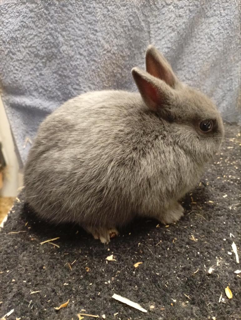 Deze blauwe kleurdwergen zoeken een nieuw huisje, Dieren en Toebehoren, Vrouwelijk