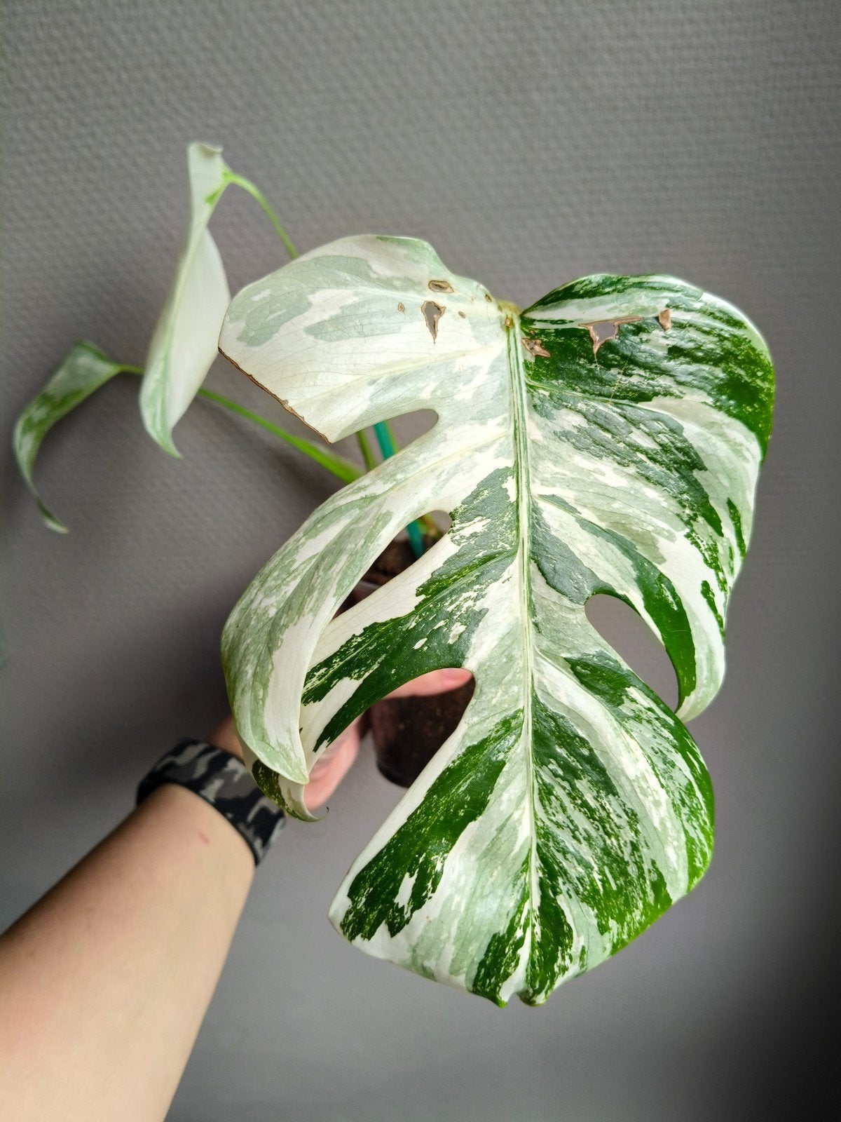 Monstera deliciosa Albo Variegata, Verzenden, Halfschaduw, Minder dan 100 cm