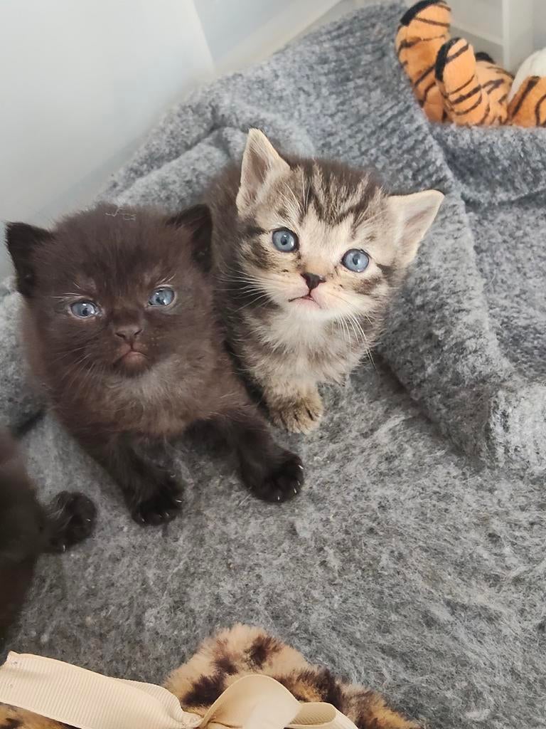Britse kittens ️mogen verhuizen 🥰🩷🩵, Dieren en Toebehoren, Katten en Kittens | Raskatten | Korthaar, Meerdere dieren, Gechipt