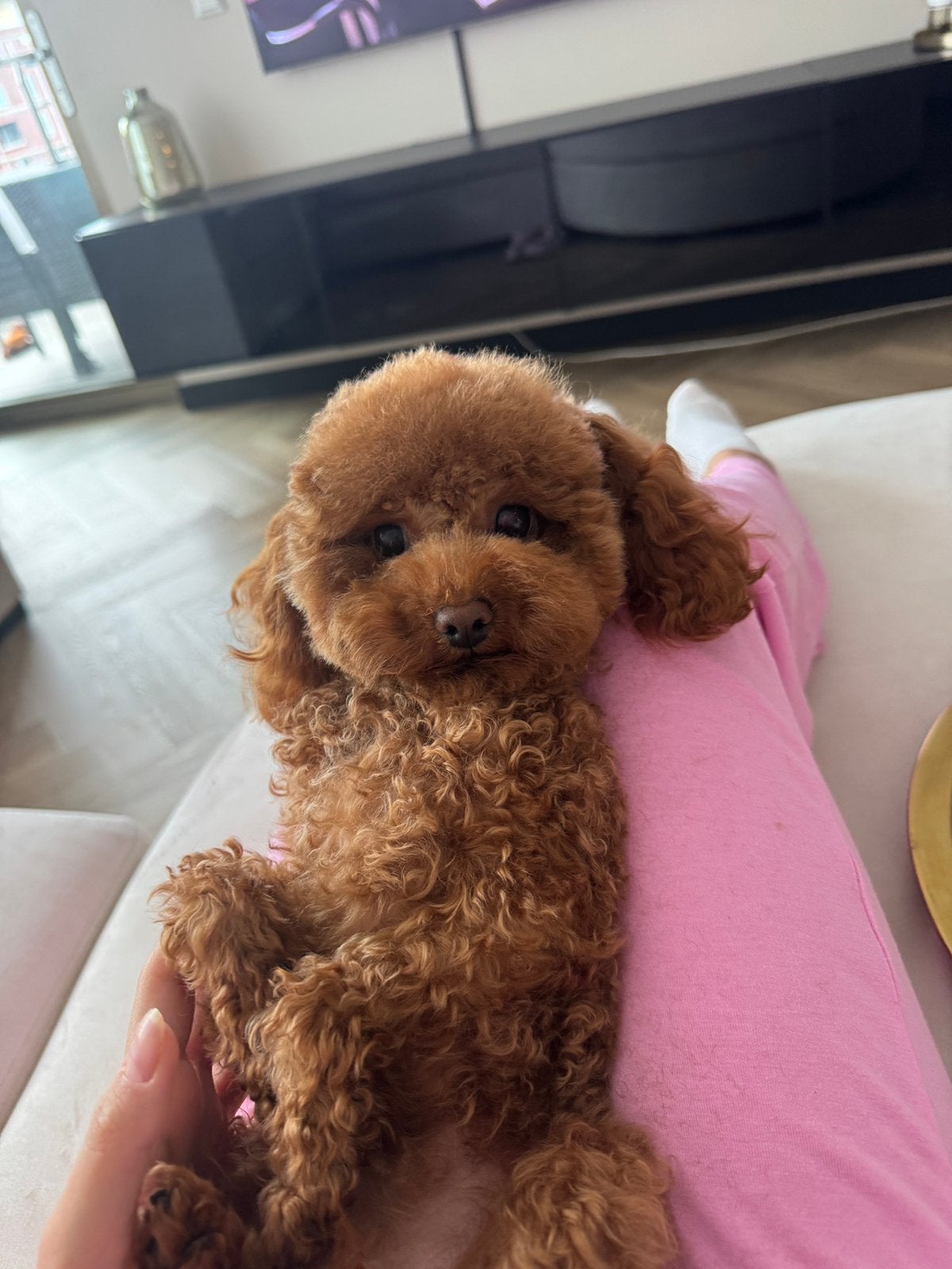 Toy Poedel dekreu beschikbaar 2.2 kg, Reu, 1 tot 2 jaar, Eén hond, Nederland