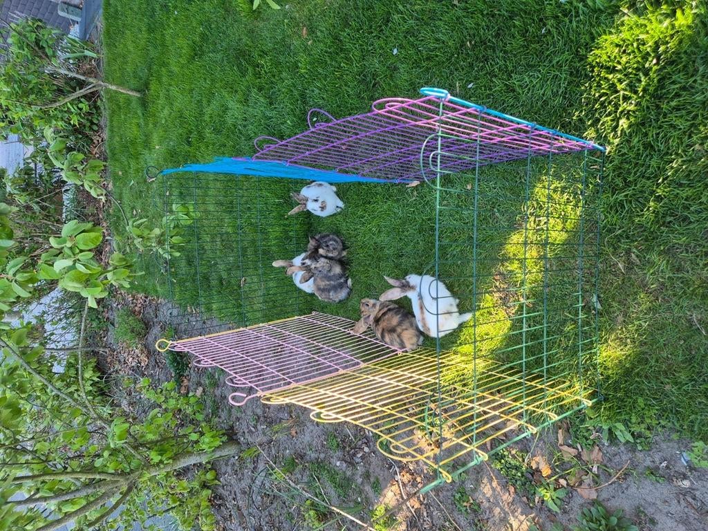 Nog 2 konijntjes over, Dieren en Toebehoren, Konijnen, Meerdere dieren