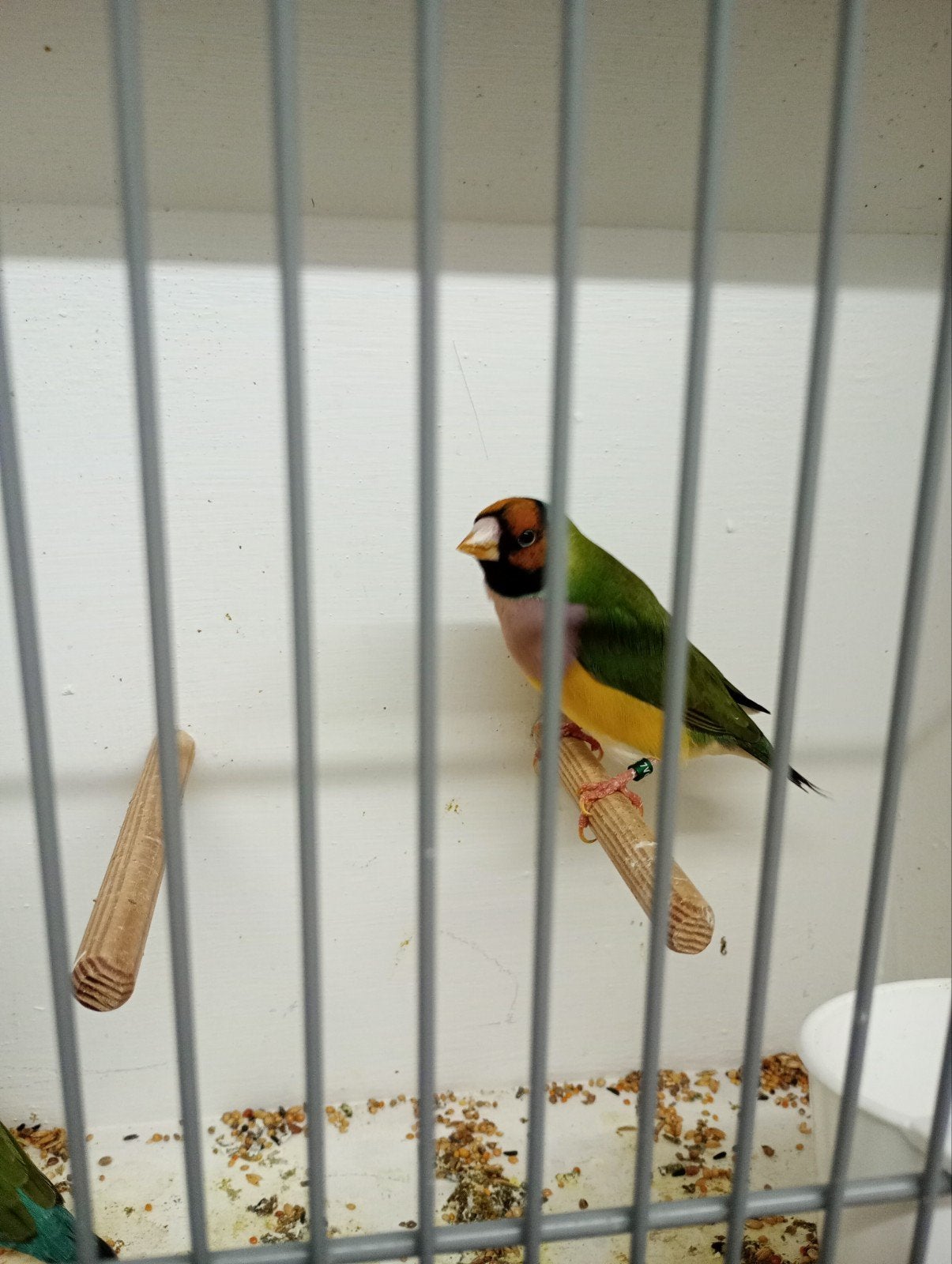 gouldamadine poppen, Dieren en Toebehoren