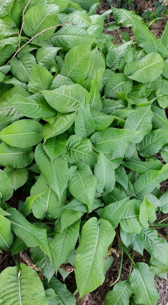 Duizendknoop (persicaria), Ophalen, Overige soorten, Volle zon