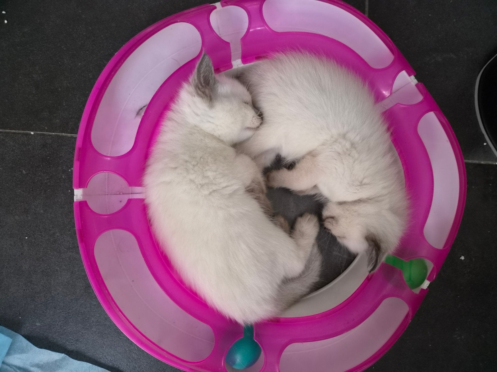maine coon ragdoll kittens