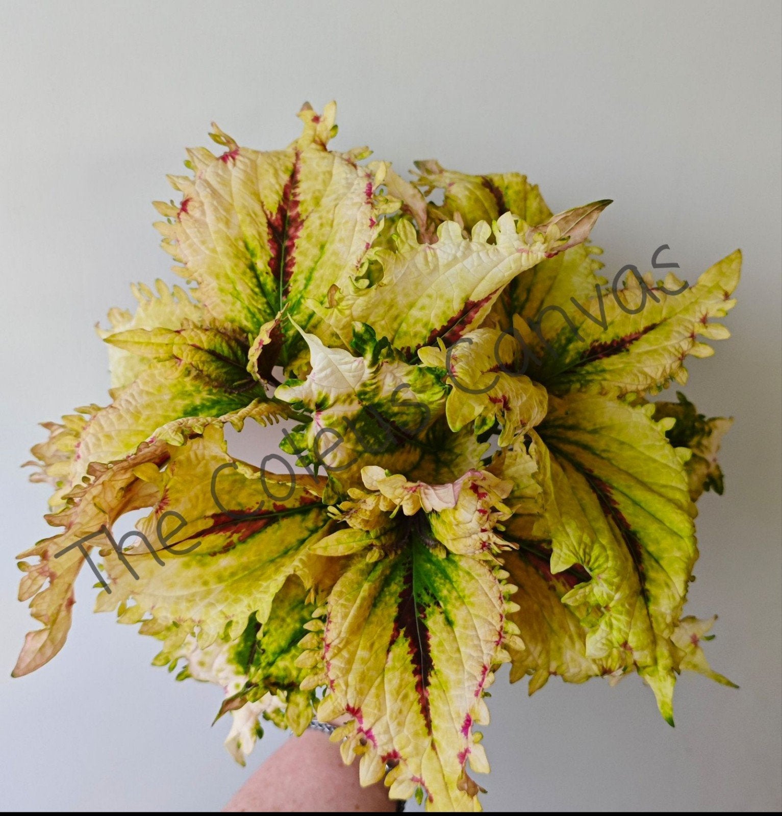 zeldzame coleus siernetel stekjes nr3, Ophalen, Halfschaduw, Minder dan 100 cm