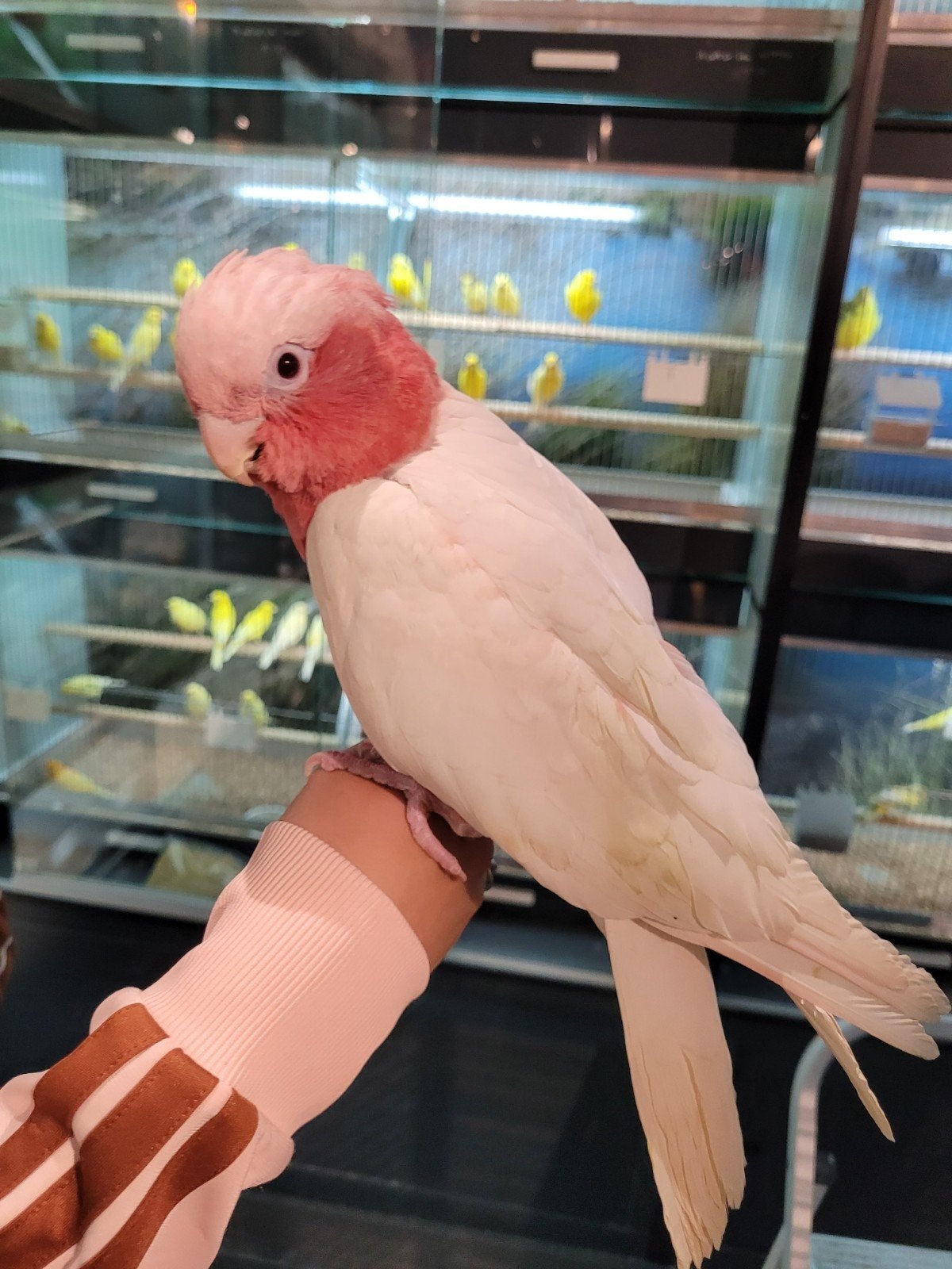 Lutino rosé kaketoe super tam, getest en met dna., Dieren en Toebehoren, Vogels | Parkieten en Papegaaien, Meerdere dieren, Papegaai