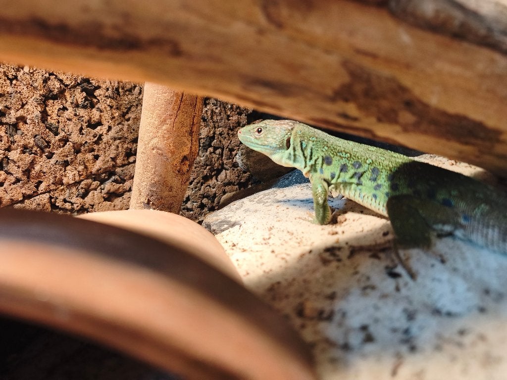 1.1 timon lepidus, Dieren en Toebehoren, Hagedis, 0 tot 2 jaar