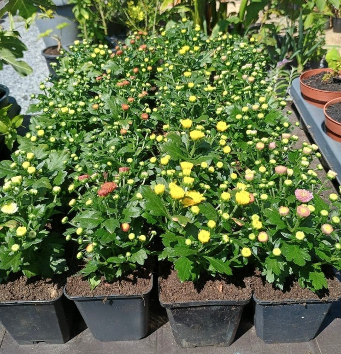 Te koop diverse kleuren chrysanten Geel. Wit. Roze en rood, Ophalen, Overige soorten