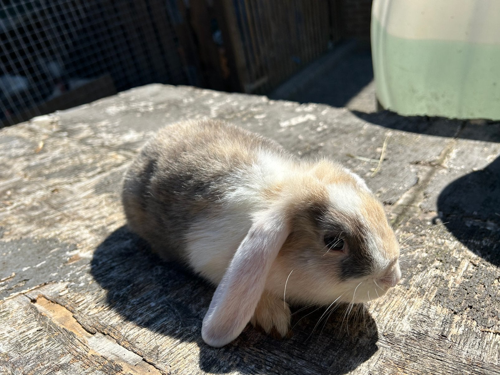 Jongedwerghangoortjes, Dieren en Toebehoren, Vrouwelijk, Groot