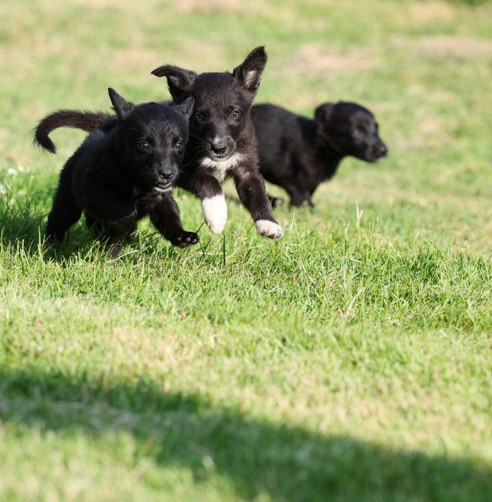 border collie pups / duitse herder pups = Shollie pups, 8 tot 15 weken, Collie, Meerdere, Meerdere dieren