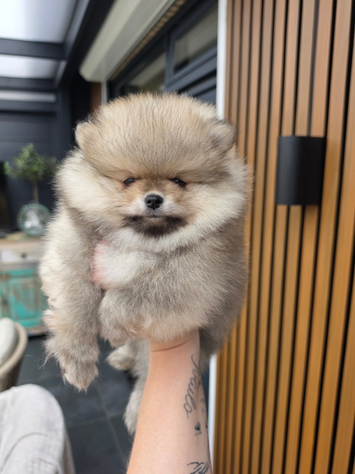 Pomeranian pomeriaan dwergkees pups, Dieren en Toebehoren, Honden | Poolhonden, Keeshonden en Oertypen, Parvo, Keeshond, 8 tot 15 weken