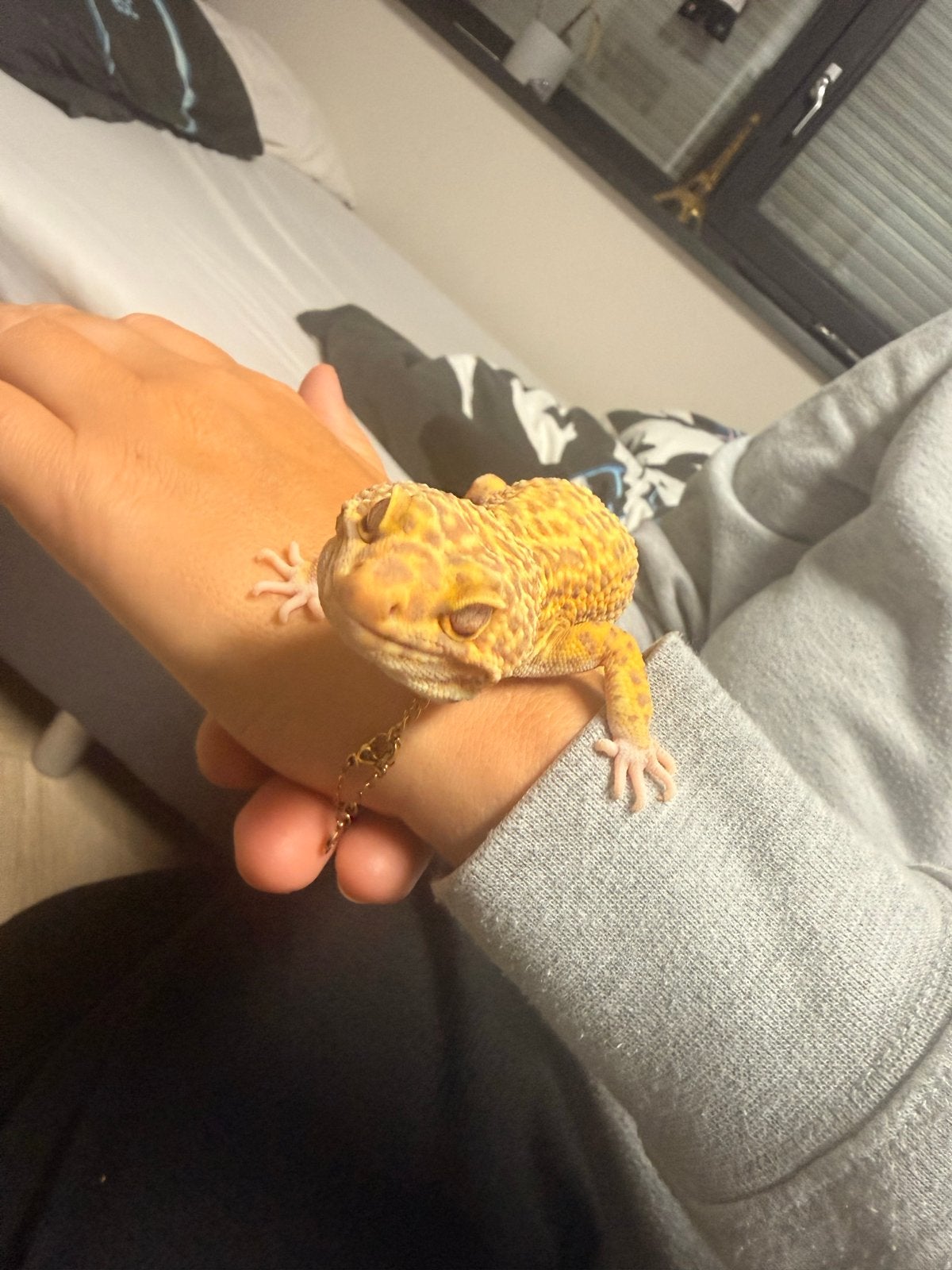 Luipaard gekko jnclusief terrarium Leopard Gecko photo 9