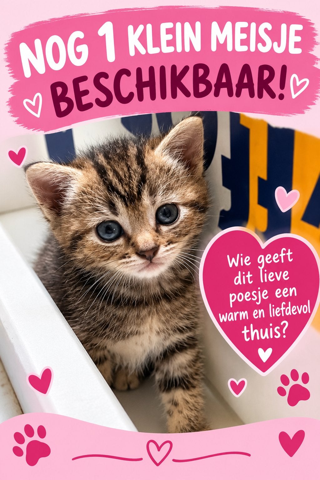 1 lief meisje zoekt een fijn huisje, Dieren en Toebehoren, Meerdere dieren