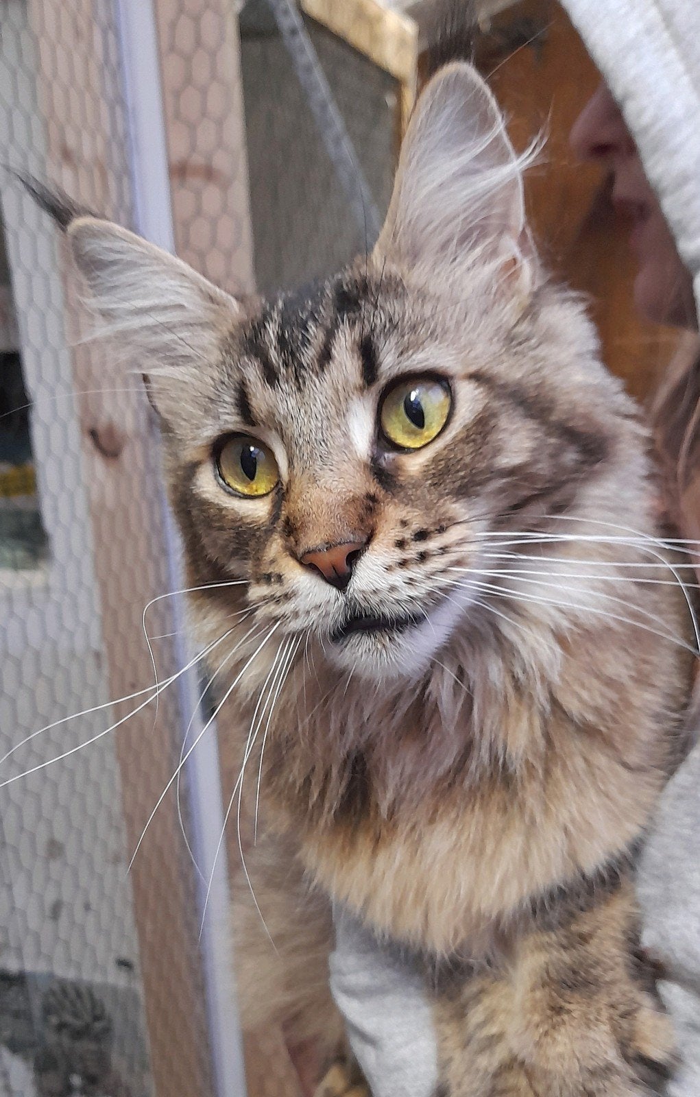 Mag nu weg. Mooi black tabby ticked poes met stamboom, Poes, Met stamboom, 0 tot 2 jaar