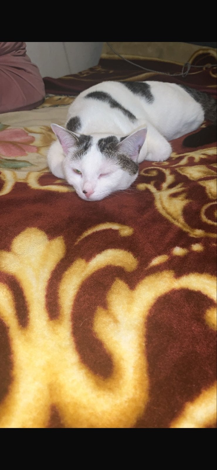 Kattenoppas gezocht, Dieren en Toebehoren, Katten en Kittens | Overige Katten, Poes
