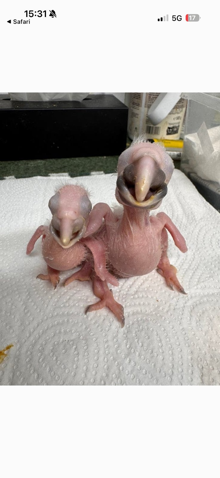 Ara blauwgeel vleugel baby, Dieren en Toebehoren, Vogels | Parkieten en Papegaaien, Mannelijk, Papegaai
