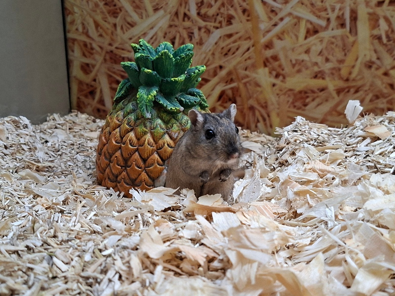 Heel lief koppel gerbil mannetjes, Dieren en Toebehoren, Knaagdieren, Juni, Mannelijk, Overige typen