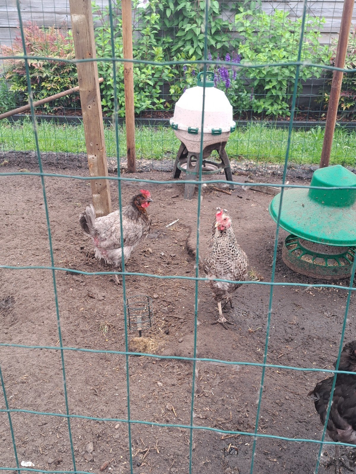 2 kippen, Sussex, Dieren en Toebehoren, Vrouwelijk, Kip