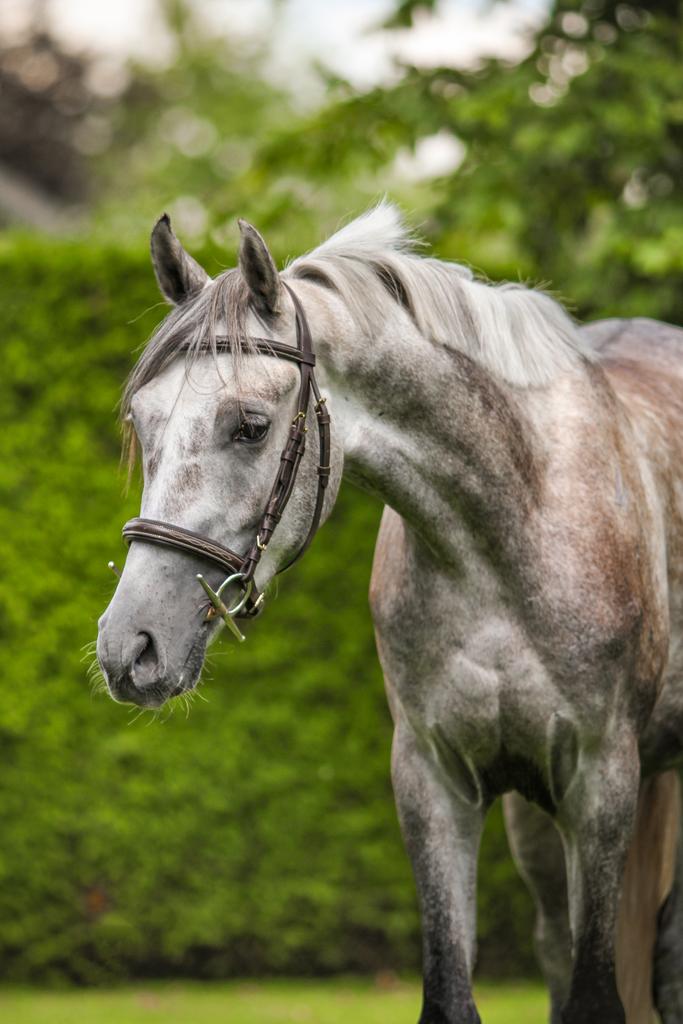 Stal vrij voor project pony / probleem pony, Ruiter of Bijrijder