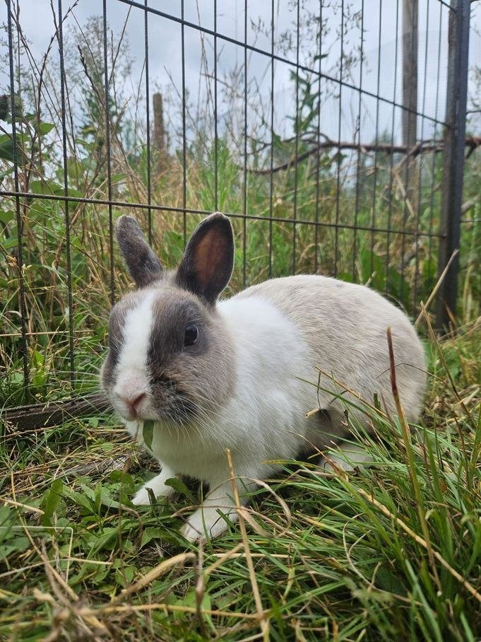 Haunt zoekt een huisje!, Dieren en Toebehoren, Vrouwelijk, Klein, 3 tot 5 jaar
