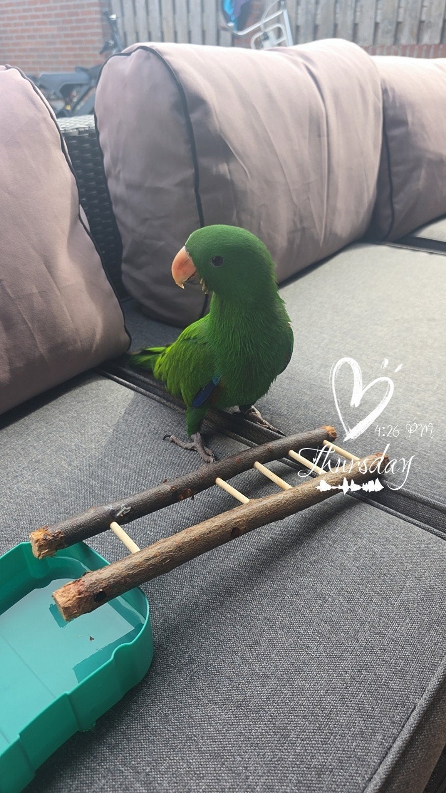 lieve edelpapagaai man 16 weken, Dieren en Toebehoren, Mannelijk, Papegaai, Tam