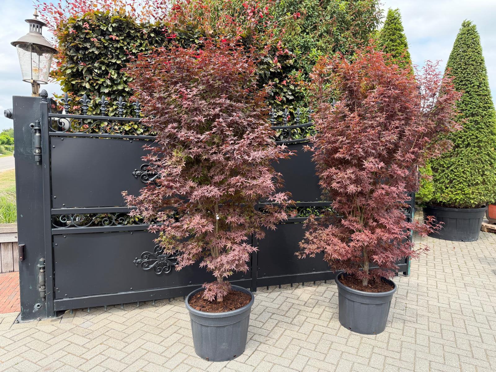 Japanse esdoorn Acer palm Skeeters Brum Rood, Bloeit niet, Halfschaduw, Overige soorten, 100 tot 250 cm