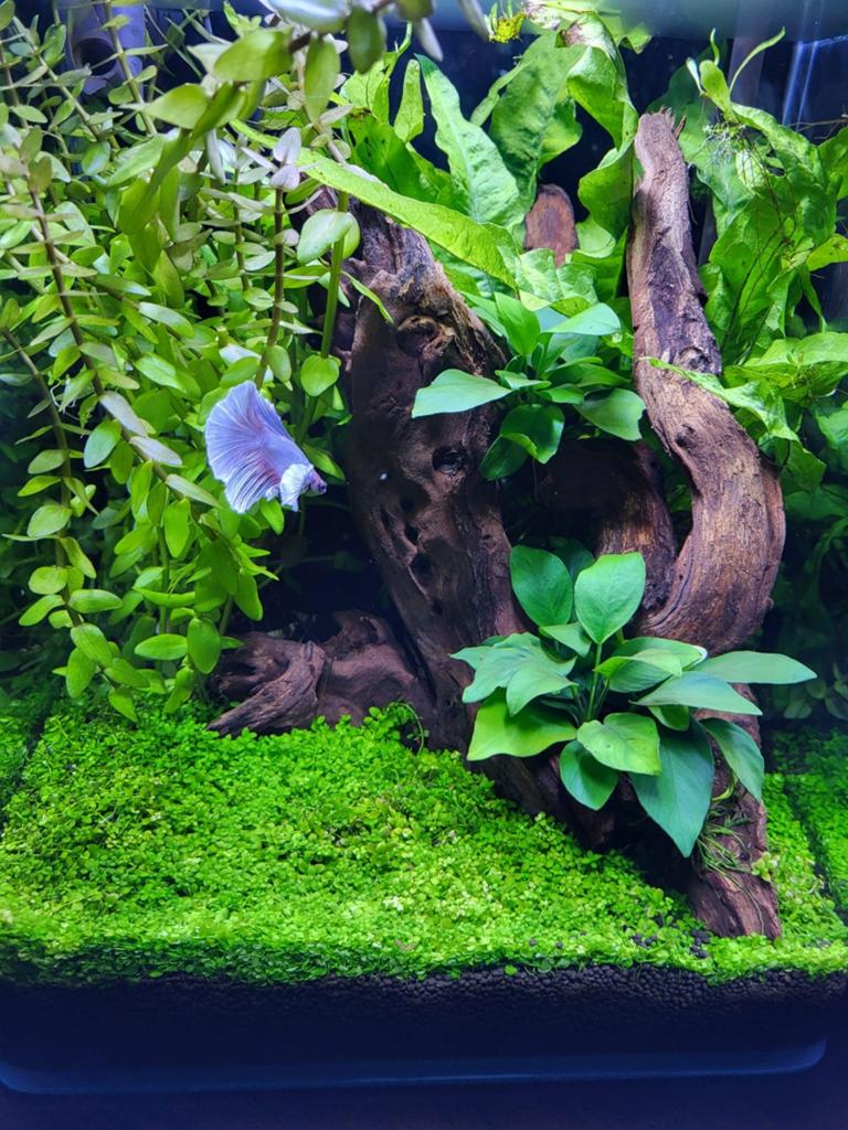 Dennerle 30L Aquarium met toebehoren, Dieren en Toebehoren, Vissen | Aquaria en Toebehoren, Ophalen, Dennerle, Zo goed als nieuw