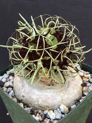 Caudex Brachystema Barberae potmaat 22cm, Huis en Inrichting, Overige soorten, Ophalen of Verzenden, In pot, Minder dan 100 cm