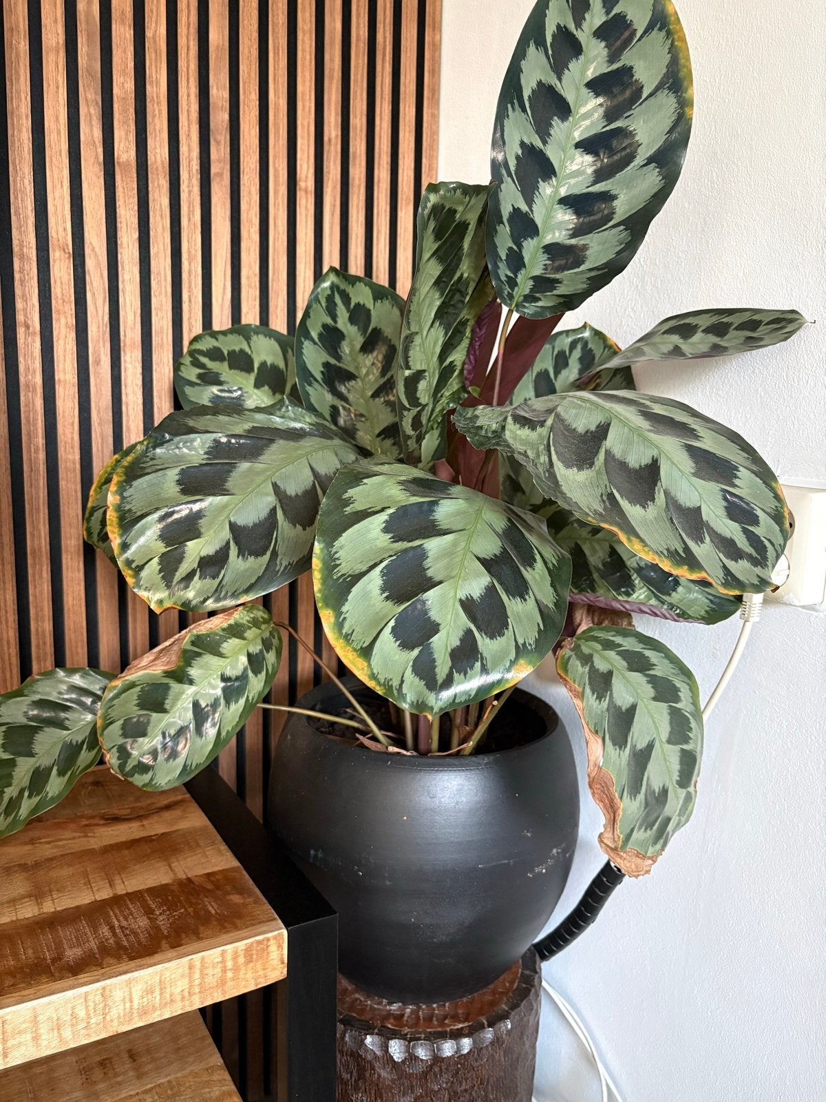 Calathea Makoyana - Pauwenplant, Vaste plant, Bloeit niet, Halfschaduw, Ophalen
