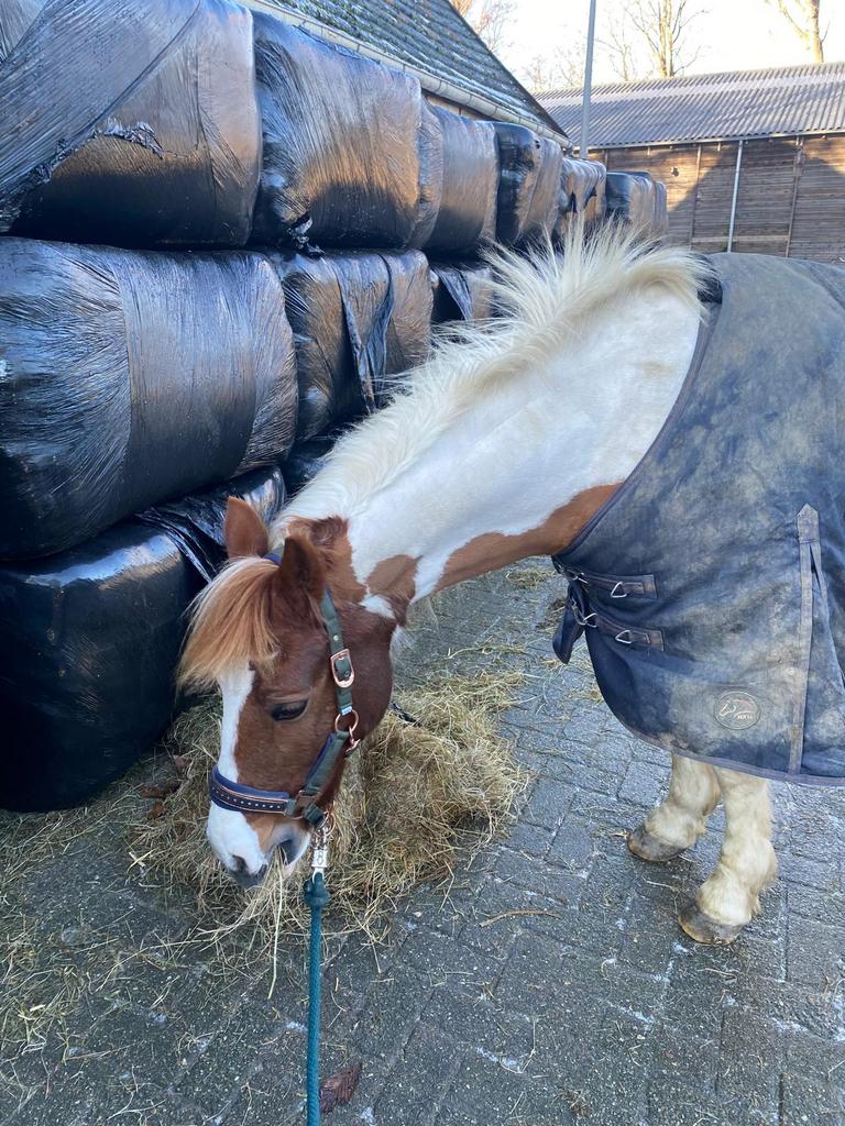 verzorg pony gezocht, Ophalen of Verzenden, Zo goed als nieuw