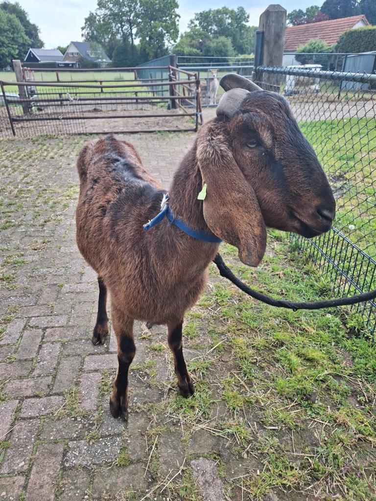 Te koop nubische gecastreerde bok, Dieren en Toebehoren, Schapen, Geiten en Varkens, Mannelijk, Geit